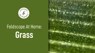 Foldscope at Home: Grass