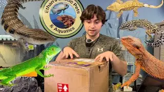 Unboxing Gone WRONG: My Iguana Made a RUN For It!!!