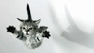 красивые и маленькие котята 1
