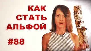 Как стать альфой? (если тебе это надо) // Всё как у зверей #88