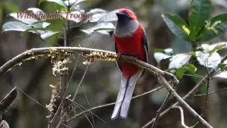 WHITEHEAD'S TROGON, Borneo