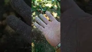 FERTILIZZANTE BIO ......CON I LUPINI MACINATI 🌿🌿🌿❤️🤠🤠🤠🤠🤠🤠