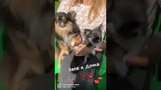 Голубо-Подпалая девочка чихуахуа БЭЛЬ 6 месяцев. В ожидании семьи📌Наш сайт valentra.ru