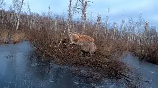 ПРОВЕРКА КАПКАНОВ НА БОБРА!