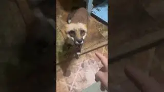 Будильник #лиса #животные #лисаальма #fox