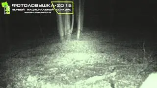 ID1800/Заповедник Брянский лес/Ночной мишка