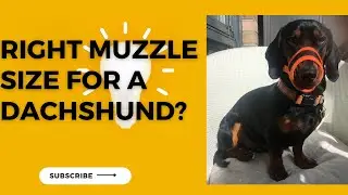 Best Muzzle for a Dachshund | What size of muzzle for a Miniature Dachshund?