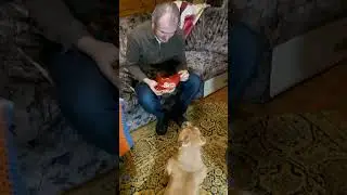 Булли и бульмени)