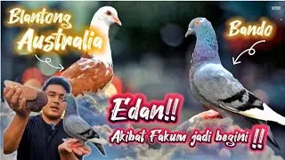 AKIBAT MAIN DI TANAH KOSONG JADI BEGINI MERPATIKU ‼️