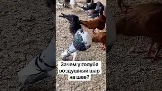 Воздушный шар у голубя