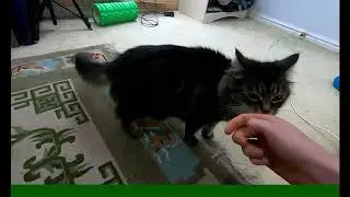 Salsa