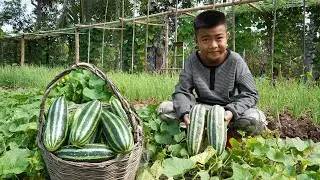 '' Big cucumber recipes '' The country chef harvest cucumber and cooking - Chef Seyhak