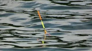 TAAAKIE RYBY NA SPŁAWIK TEGO SIE NIE SPODZIEWAŁEM ŁOWIE RYBY NA STAWIE