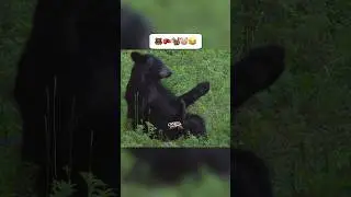 Have you ever seen a bear get defeated by a squirrel? 