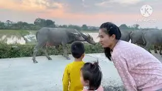Animals Universe Souns :bermain dengan hewan keluarga_Kerbau, Ayam, Bebek, dan kucing