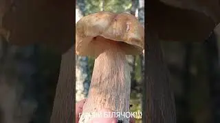Сезон БІЛИХ ГРИБІВ розпочато!!! Гарненький БІЛИЙ ГРИБ!#shorts