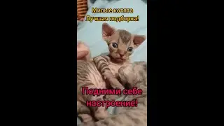 Подними себе настроение посмотри на маленьких милых котяток