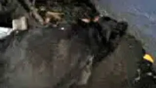 Sepulcro de rottweiler