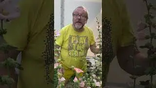 И ещё немного о шток- розах