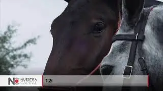 TOLUCA SE ENGALANA CON LA FERIA INTERNACIONAL DEL CABALLO LUSITANO 2019