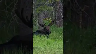 4th moose that day! 