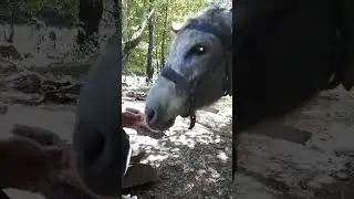 #shortvideo