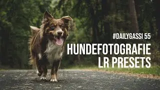 Hundefotografie Lightroom Presets [DailyGassi #55]