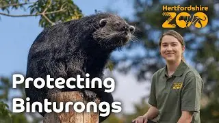 Protecting Binturongs | World of Animals