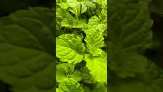 Mint, Terrace Garden #terracegarden #garden #naturelovers #fruit #pahadi #uttarakhand #love #mint