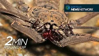 Cannibal clashes, deep-sea records & a rare tree rat
