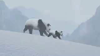 Exploring the Lives of Common Zoo Animals