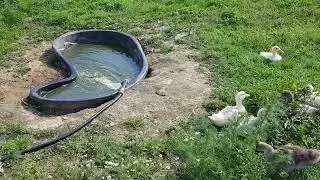 Озеро для утят