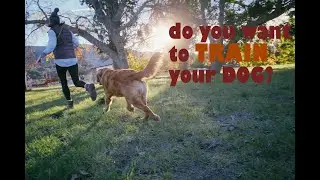 Why might you need to train your dog?