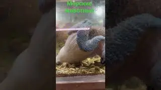 Морские животные в "Калипсо Аква"