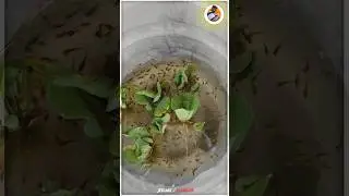 ❤️🥰 குளத்துல ஆகாயத்தாமரை🌷🌺எடுக்க சென்ற🚶இடத்தில் அற்புதம்...🪄🧙‍♀️