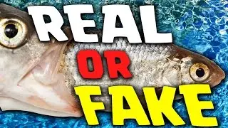 REAL OR FAKE CON I MATES!!