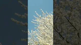 beautiful Almond tree White flowers 😻🌹#whiteflower #viral #foryou #zahirpir