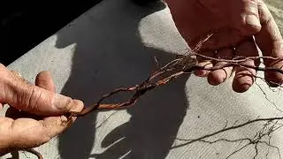 Снова о филлоксере -  смотрим корешки, готовлю посадочные ямы