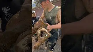 How much does this Monster Alligator Snapping Turtle Weigh?!?!  #superbowl #snappingturtle