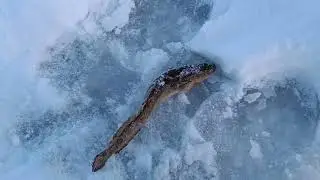 рыбалка на налима . Ижма