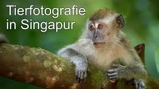 Tierfotografie im Regenwald - Tipps und Tricks aus Singapur (V-Log, X-Prize)