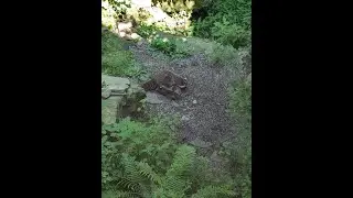 Raccoon Kits at Big Creek Park 6-20-24