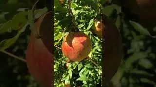 POMEGRANATES, one month until harvest #backyardgardening #zone8b #fruit #growingfood