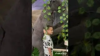 Музей динозавров