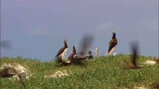 Wildlife 