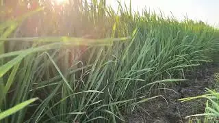 PADI CLMAS DI LAHAN KERING