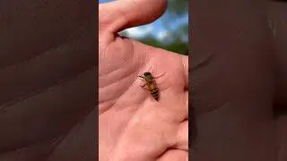 What To Do If You Get Stung By a Bee