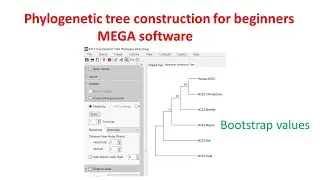 Phylogenetic analysis for beginners using MEGA 11 software