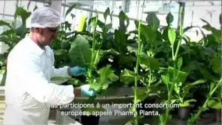 Des médicaments produits par des plantes