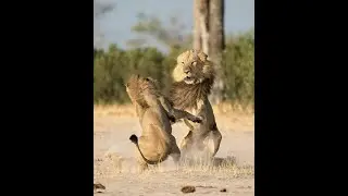 Male lions fight for territory 